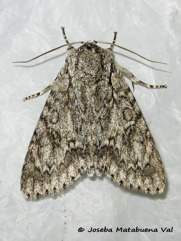 Acronicta aceris - Noctuidae